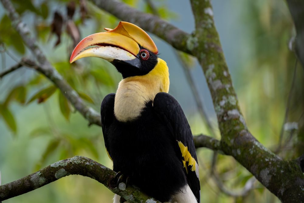 Gaia : Hornbill conservation