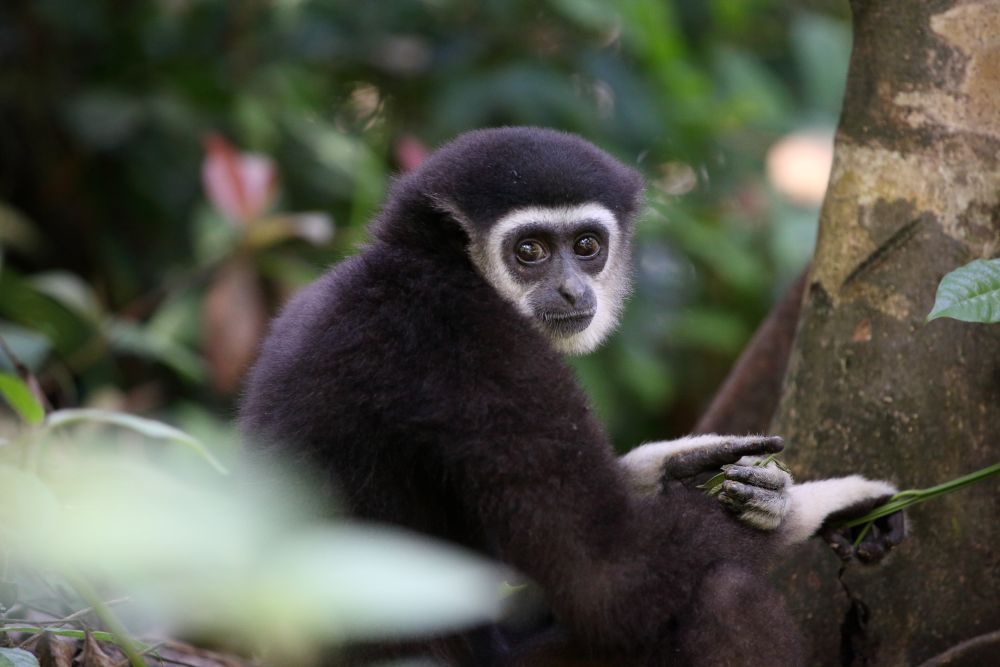 Gibbon Conservation Society : Protecting endangered gibbons