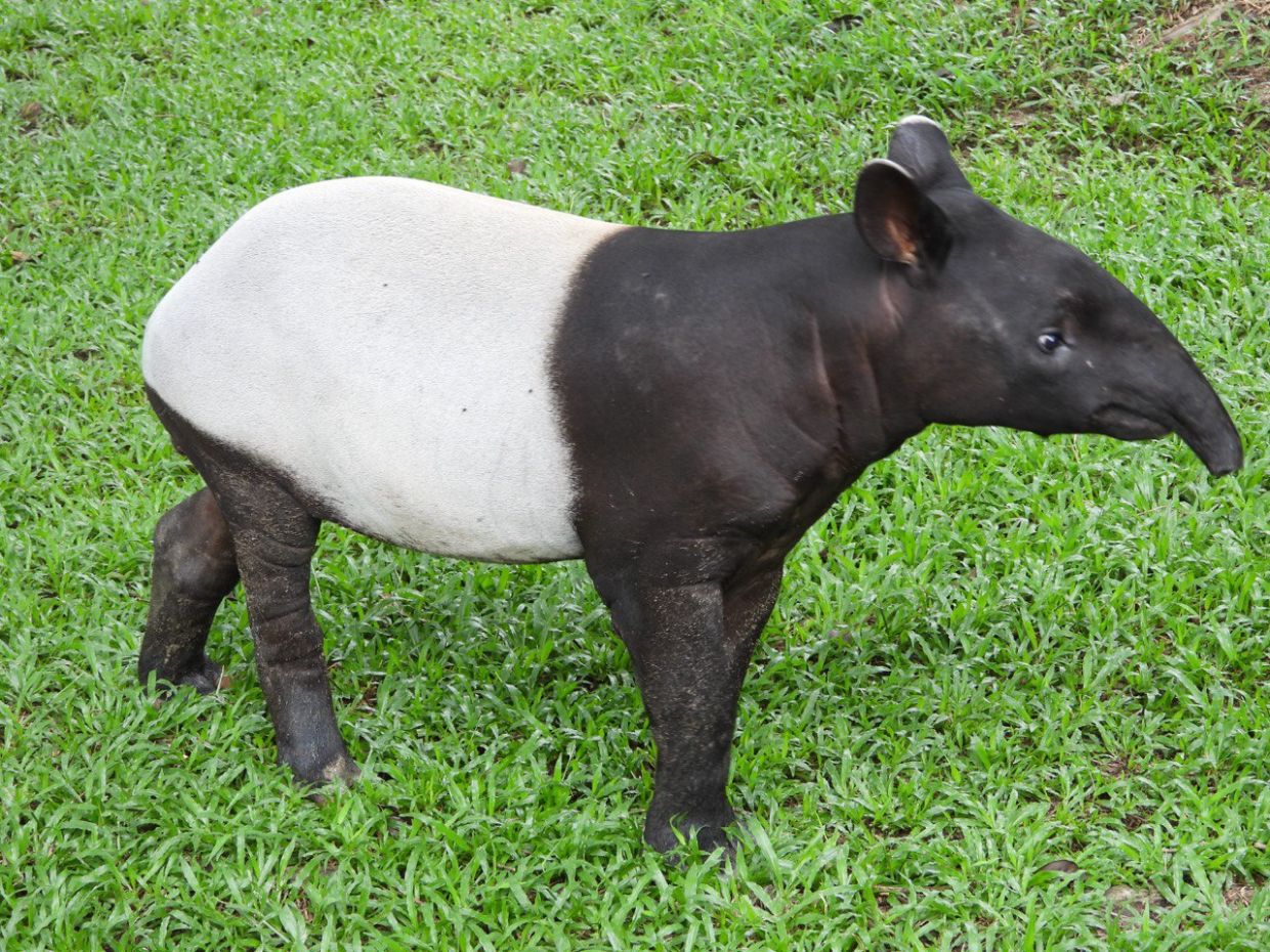 Malaysian Nature Society : Tapir conservation