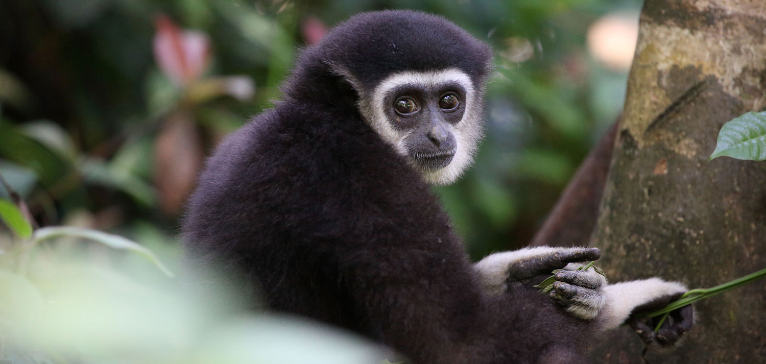 Gibbon Conservation Society